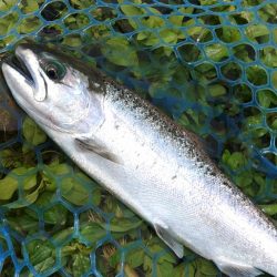 たくさん釣って大物もキャッチ ～高島の泉～